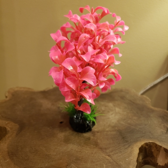 2 aquarium plants - Picture 3 of 12